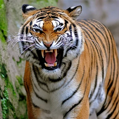 Free Stock Photo: Close-up of a tiger growling