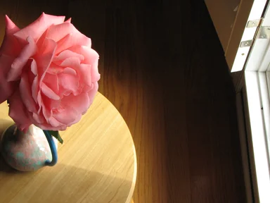 Free Stock Photo: Large pink camellia by a sun lit window