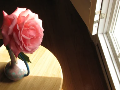 Free Stock Photo: Large pink camellia by a sun lit window