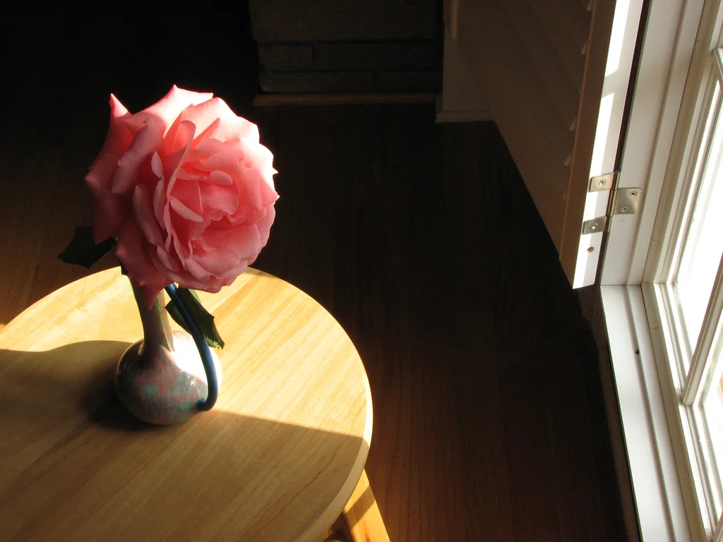Large pink camellia by a sun lit window : Free Stock Photo
