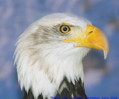 Free Stock Photo: Close-up of an American bald eagle