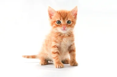 Free Stock Photo: A cute orange kitten isolated on a white background