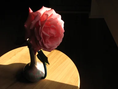 Free Stock Photo: Large pink camellia with shadows