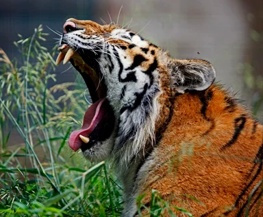 Free Stock Photo: Close-up of a tiger yawning