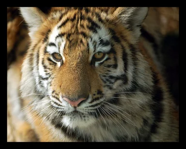 Free Stock Photo: Close-up of a tiger cub at 8 months old