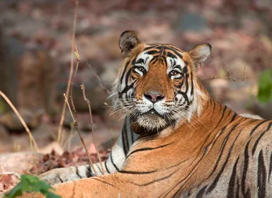 Free Stock Photo: Close-up of a tiger