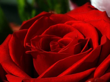Free Stock Photo: Close-up of a red rose
