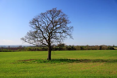 Free Stock Photo: A lonely single tree in a field