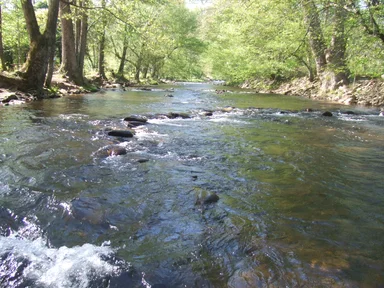 Free Stock Photo: Mountain Stream in the Forest