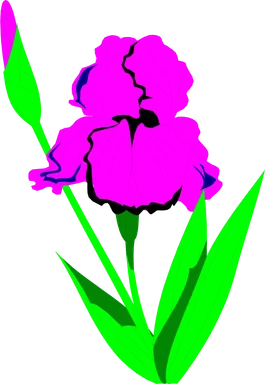 Free Stock Photo: Illustration of a purple iris flower