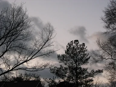 Free Stock Photo: Trees in an overcast sky