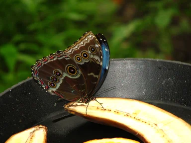 Free Stock Photo: A butterfly on a split banana
