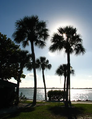 Free Stock Photo: Palm tree silhouettes by the ocean