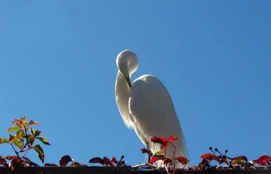 Free Stock Photo: Close-up of a white heron