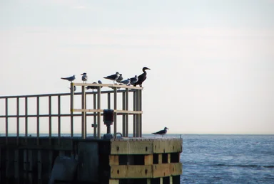 Free Stock Photo: Sea birds perched on a railing by the ocean