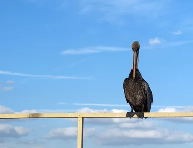 Free Stock Photo: A pelican sitting on a railing