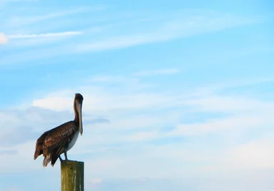 Free Stock Photo: A pelican perched on a wooden post