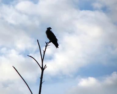 Free Stock Photo: An osprey perched on a tree
