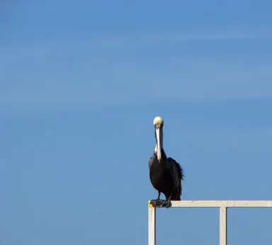 Free Stock Photo: A pelican perched on a railing