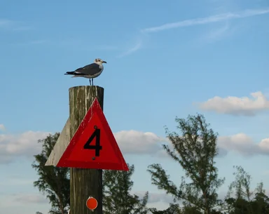 Free Stock Photo: A sea gull on a channel marker