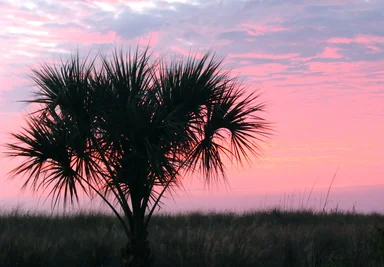 Free Stock Photo: Silhouette of a palm tree before a sunset