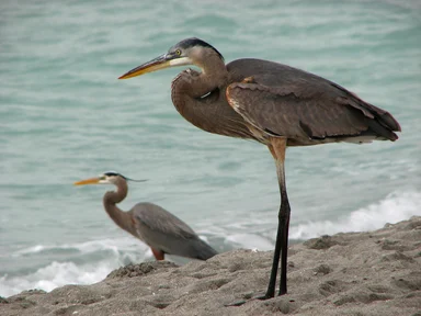 Free Stock Photo: Close-up of herons on the beach by the ocean