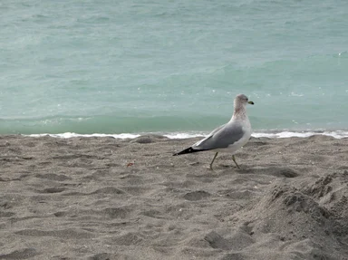 Free Stock Photo: A seagull on the beach by the ocean