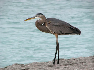 Free Stock Photo: Close-up of a heron on the beach by the ocean