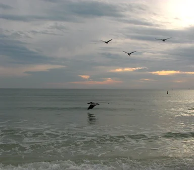 Free Stock Photo: Birds flying over an ocean sunset landscape