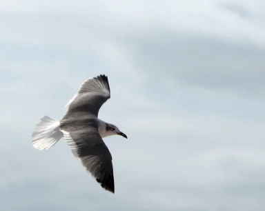 Free Stock Photo: Close-up of a seagull flying