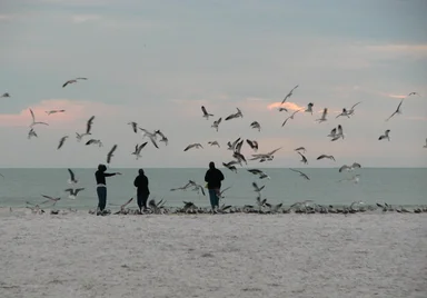 Free Stock Photo: Seagulls flying around people on the beach