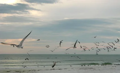 Free Stock Photo: Seagulls flying over the beach at sunset