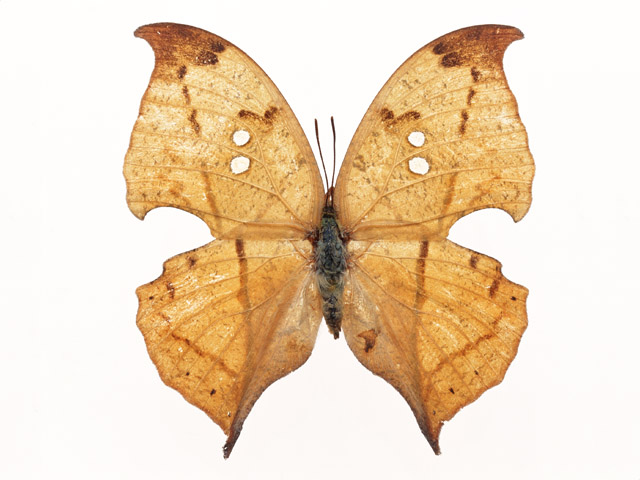A brown butterfly isolated on a white background : Free Stock Photo