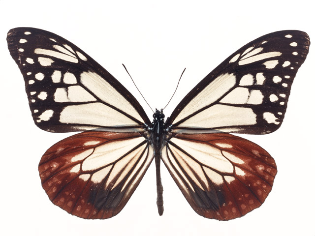 A blue and red butterfly isolated on a white background : Free Stock Photo
