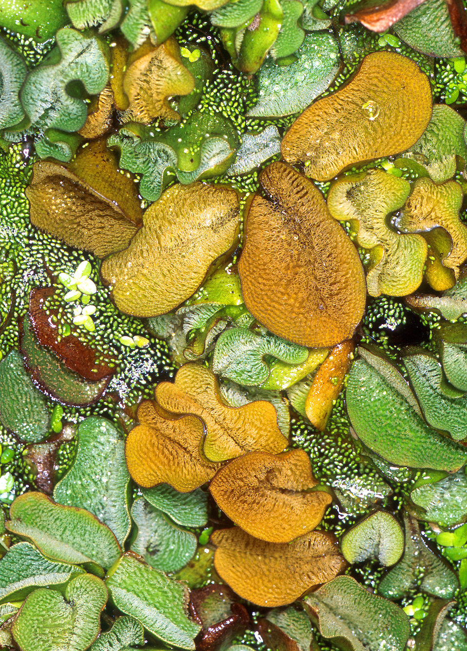 Giant salvinia ferns : Free Stock Photo