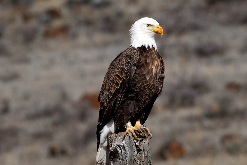 Eagle Bald | Free Stock Photo | A Banded Adult Bald Eagle | # 16555