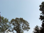 Free Stock Photo: Blue sky through trees